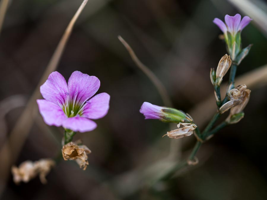 Caryophyllacea in ofiolite - Petrorhagia saxifraga